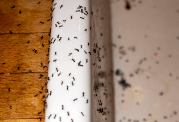 Best Termite Control Services  in Saticoy, CA